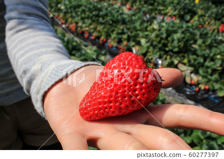 草莓 60277397