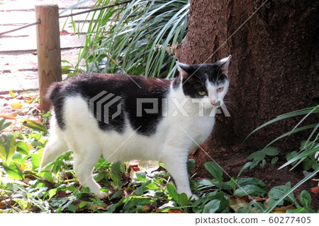 Stray cats in the park 60277405