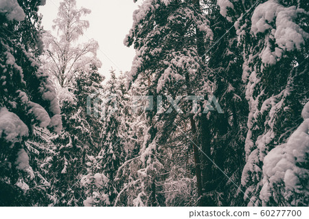 Trees strewn with snow in the winter forest. Trees strewn with snow in the winter forest. 60277700