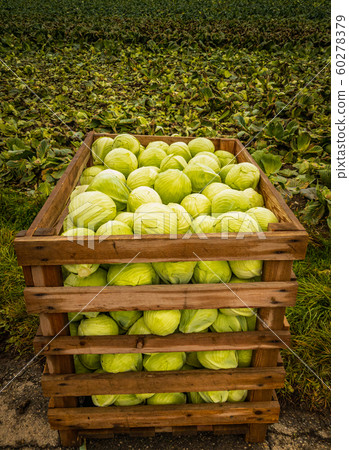 Bunch of freshly harvested green cabage in wooden Bunch of freshly harvested green cabage in wooden 60278379