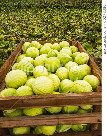 Bunch of freshly harvested green cabage in wooden Bunch of freshly harvested green cabage in wooden 60278380