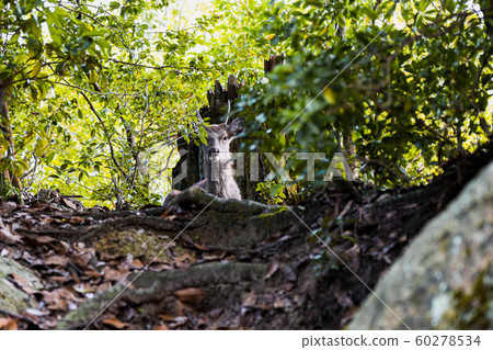 Wild deer 60278534