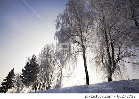 white fresh snow 60278782