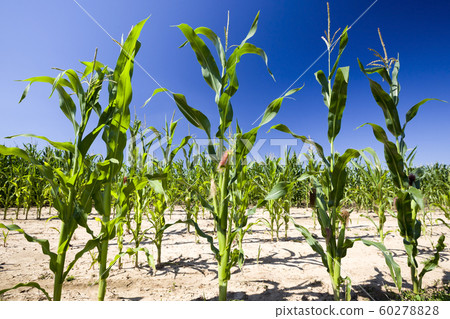 rows of green corn in Sunny weather rows of green corn in Sunny weather 60278828