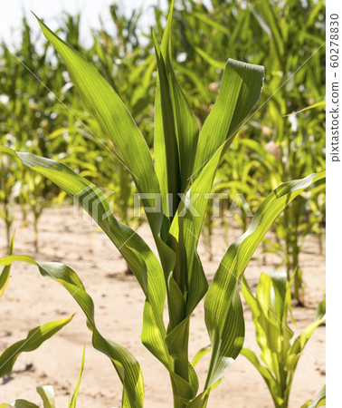 completely filled with corn completely filled with corn 60278830