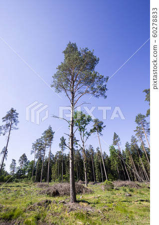 growing trees growing trees 60278833