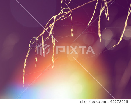 Stalk grass with rain drops. Watering lawn. 60278906