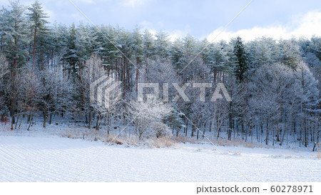 Snow country, early winter nature scenery Snow country, early winter nature scenery 60278971
