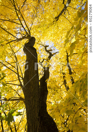 yellow maple yellow maple 60279064