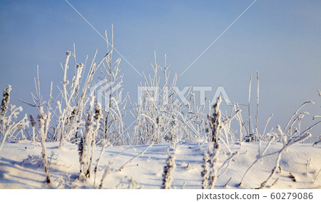 snow and ice covered grass snow and ice covered grass 60279086
