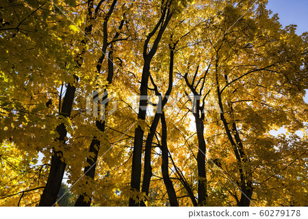 yellowed leaves of trees yellowed leaves of trees 60279178