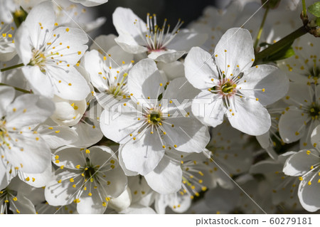 full-bloom fruit trees full-bloom fruit trees 60279181
