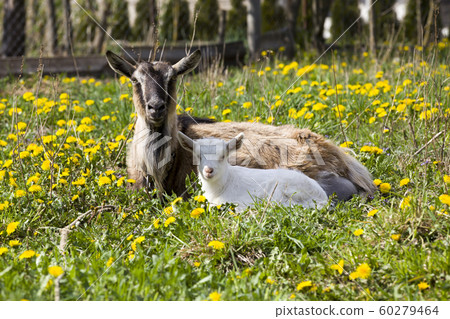 old goat with baby old goat with baby 60279464