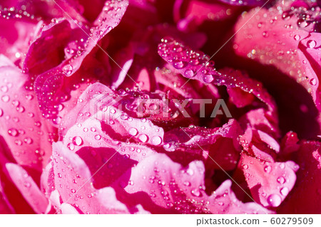 red peony petals with water drops red peony petals with water drops 60279509
