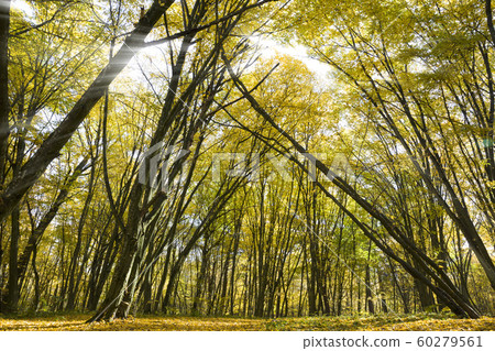 forest covered with yellow and orange foliage 60279561