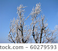 Hambaeksan, Winter, Snow, Ancient 60279593