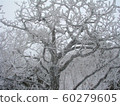 Hambaeksan, Winter, Snow, Ancient 60279605