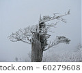 Hambaeksan, Winter, Snow, Ancient 60279608
