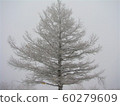 Hambaeksan, Winter, Snow, Ancient 60279609