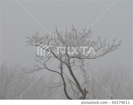 Hambaeksan, Winter, Snow, Ancient 60279611