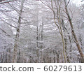 Hambaeksan, Winter, Snow, Ancient 60279613