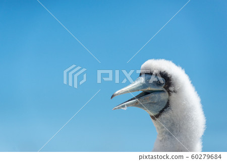 Boobies chick 60279684