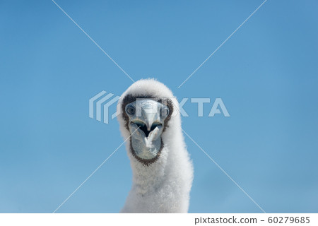 鰹鳥小雞 鰹鳥小雞 60279685