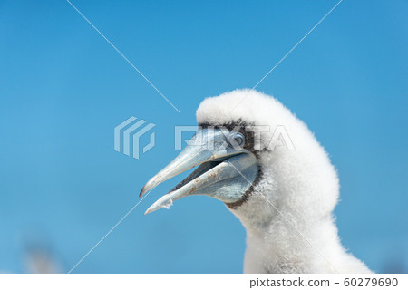 鰹鳥小雞 鰹鳥小雞 60279690