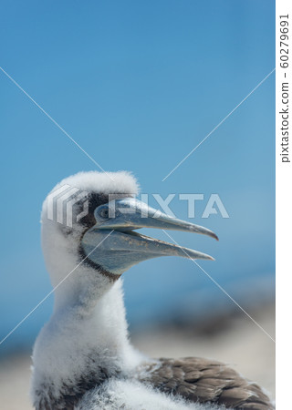 Boobies chick Boobies chick 60279691