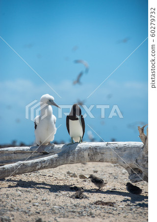 Boobies chick 60279732