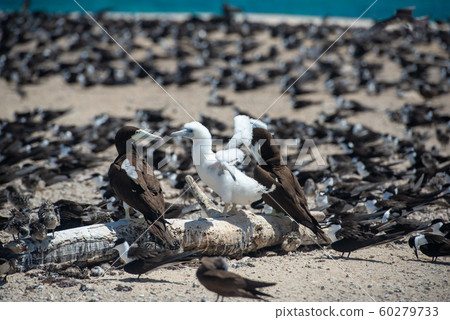 Boobies chick 60279733