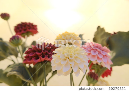 Dahlia clay flower looking up 60279831