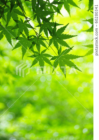 綠楓 60280341