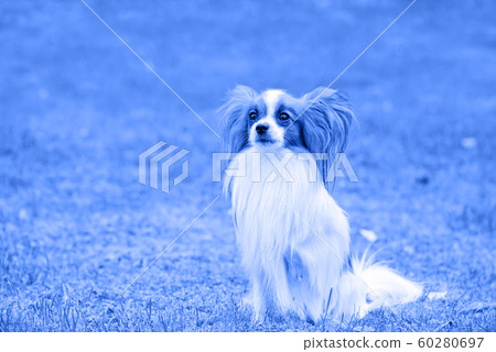 Portrait of a papillon purebred dog. Blue toned. 60280697