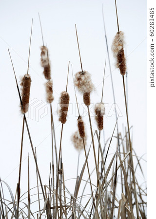 天然植物的風景冬季有枯萎，駱駝耳朵燒焦，駱駝耳朵絨毛，飛行準備的植物照片 60281485