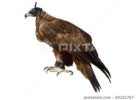 Bird of prey Golden eagle with leather hood on 60281767