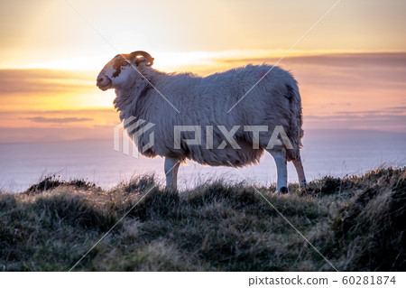 Sheep enjoying the sunset at the Slieve League cliffs in County Donegal, Ireland Sheep enjoying the sunset at the Slieve League cliffs in County Donegal, Ireland 60281874