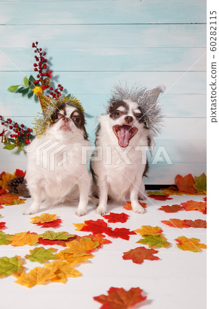 Two adorable chihuahua dogs wearing a New Year conical hat. 60282115