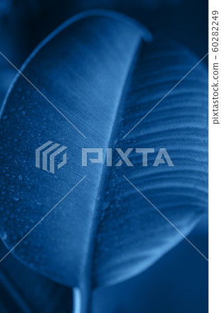 Blue leaves background in trendy color of the year 60282249