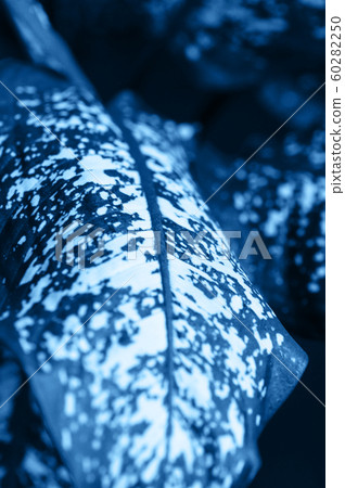 Blue leaves background in trendy color of the year Blue leaves background in trendy color of the year 60282250