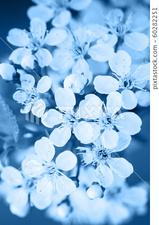 Cherry tree blossom close up. Blurred background. 60282251
