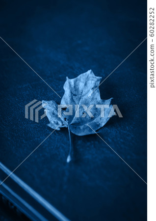 One autumn maple leaf on a book. Colored in trendy One autumn maple leaf on a book. Colored in trendy 60282252