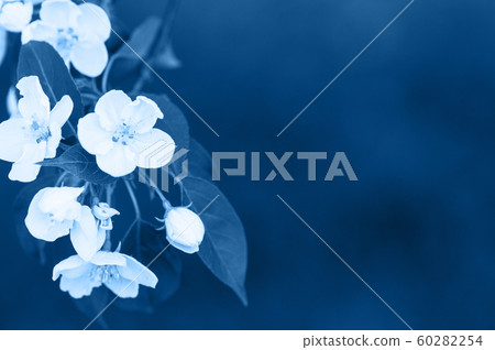 Apple blossom close up. Young flowers. Blurred Apple blossom close up. Young flowers. Blurred 60282254