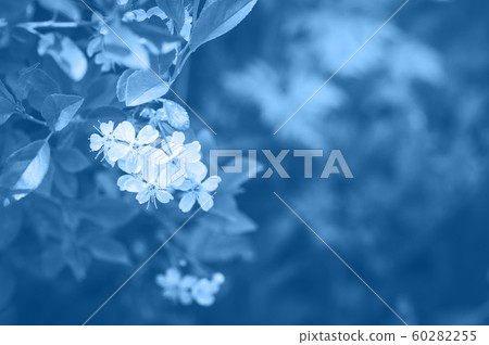 Cherry blossom close up. Young flowers. Blurred Cherry blossom close up. Young flowers. Blurred 60282255