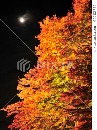 川口湖楓樹走廊Light Up-14414 川口湖楓樹走廊Light Up-14414 60282753