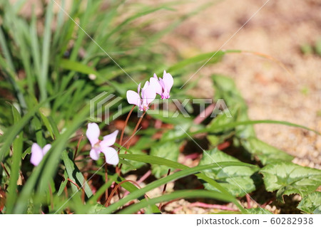 仙客來花鉀 仙客來花鉀 60282938