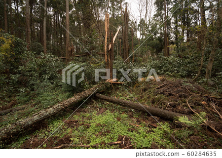 Forest where trees have fallen due to typhoon ① Forest where trees have fallen due to typhoon ① 60284635