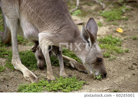 Omuta City Omuta Zoo Kangaroo, Omuta City Omuta Zoo Kangaroo, 60285001