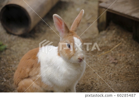 Omuta City Omuta City Zoo Rabbit, 60285487