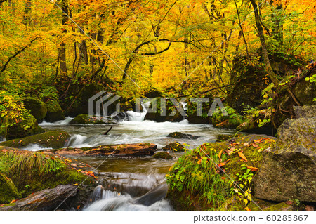 Natural view of autumn color destination at Oirase Gorge with the Oirase River flow passing green mossy rocks in the colorful foliage of autumn in Towada Hachimantai National Park, Aomori Prefecture Natural view of autumn color destination at Oirase Gorge with the Oirase River flow passing green mossy rocks in the colorful foliage of autumn in Towada Hachimantai National Park, Aomori Prefecture 60285867